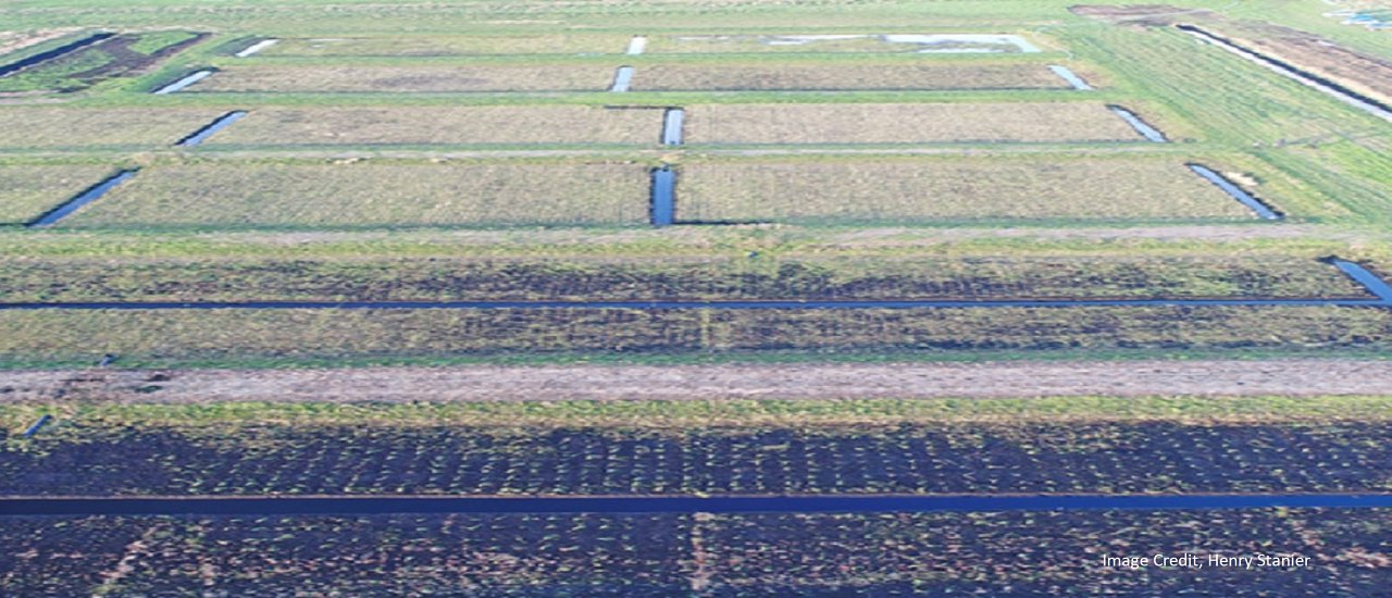Planted wet farming bed