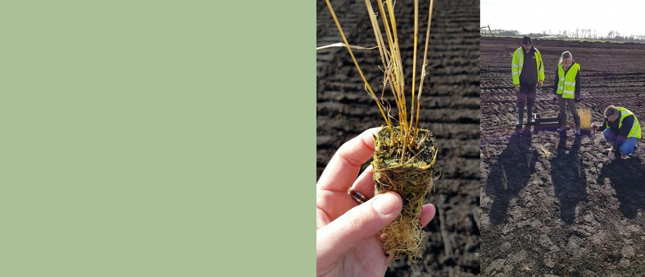Reed plug