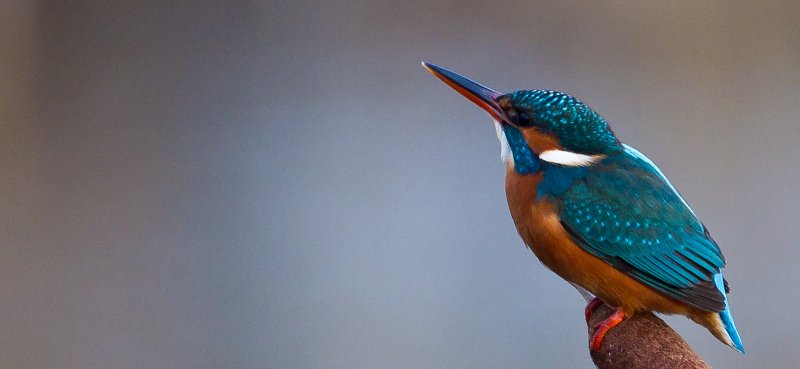 Biodiversity boom on Fenland waterways
