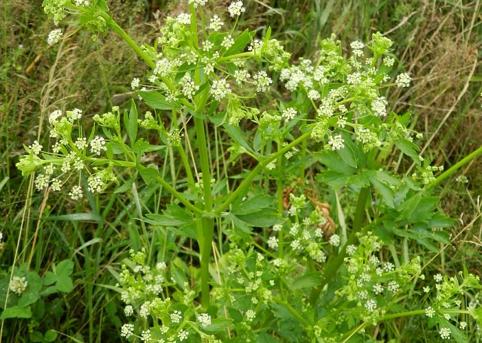 Wild Celery