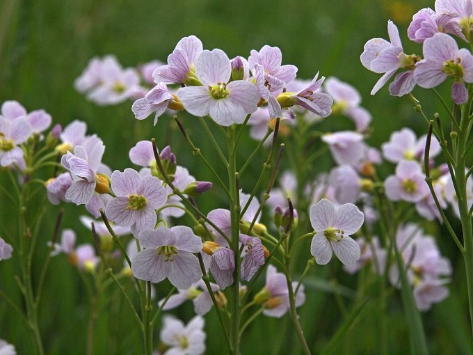 Cuckoo Flower