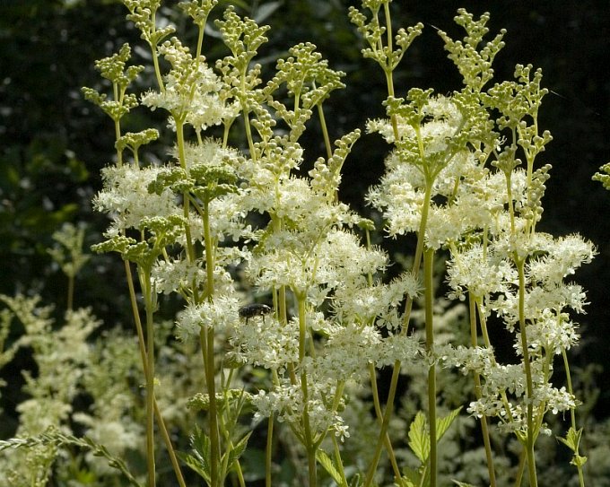Filipendula ulmaria