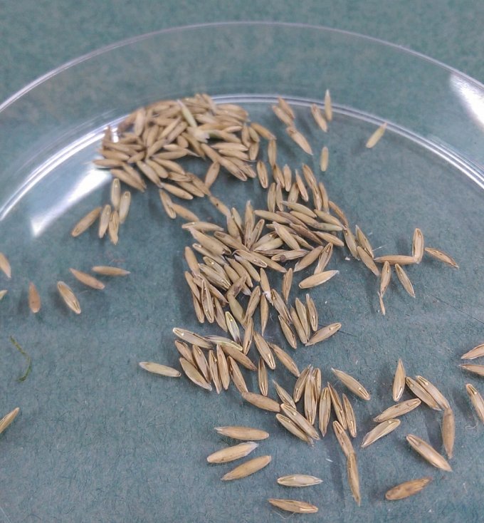 Glyceria fluitans Grain