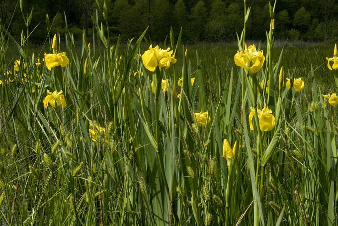Yellow Flag
