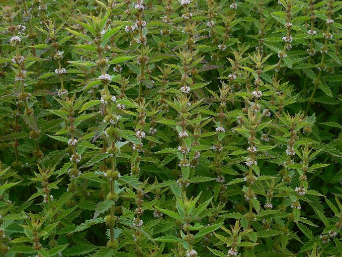 Gypsywort