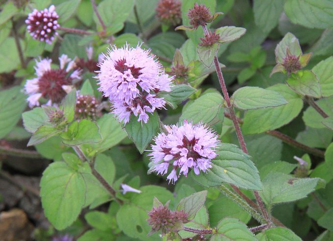 Water Mint
