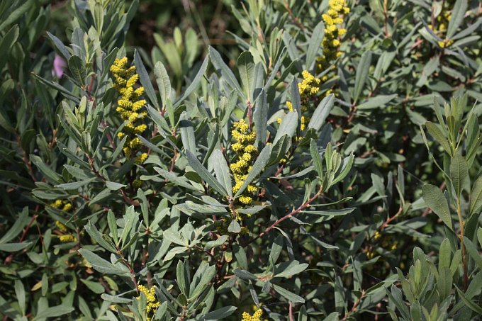 Bog Myrtle