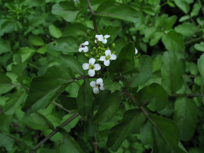 Watercress