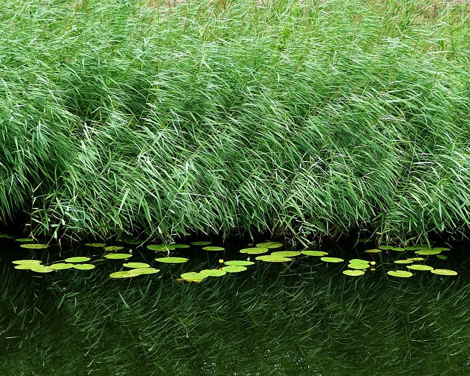 Phragmites australis