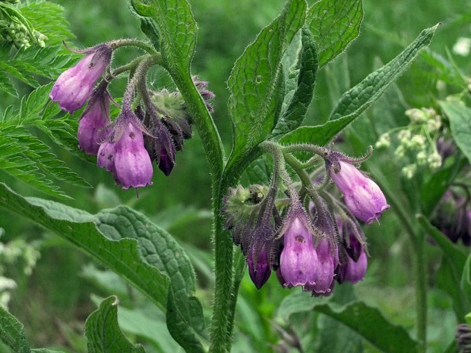 Comfrey