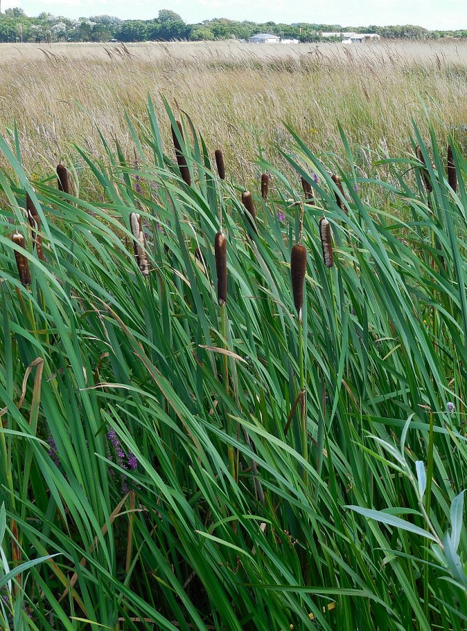 Typha Latifolia