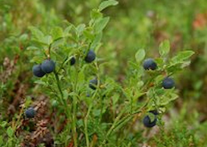 Bilberry