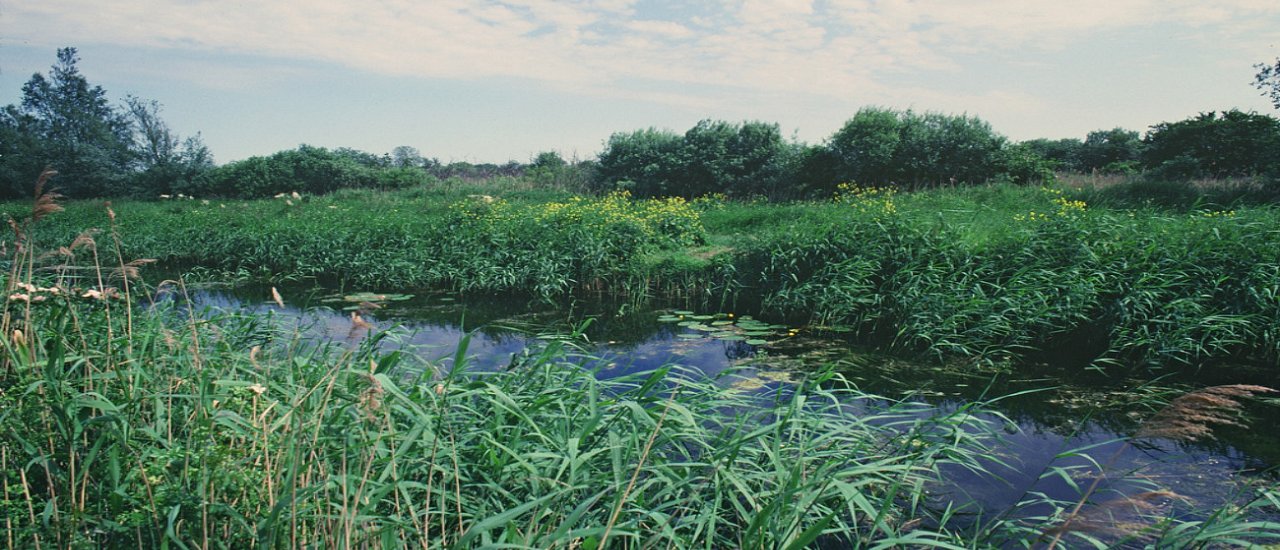 Wicken Fen